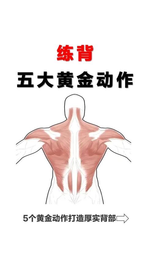 徒手背部肌肉锻炼_徒手练背肌，在家练出宽厚背