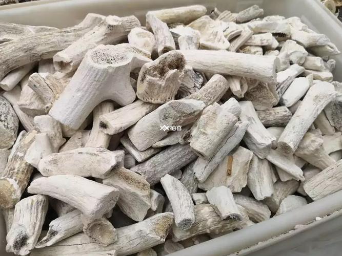 鹿角霜的正确使用方法_补钙止血，调理脾肾阳虚