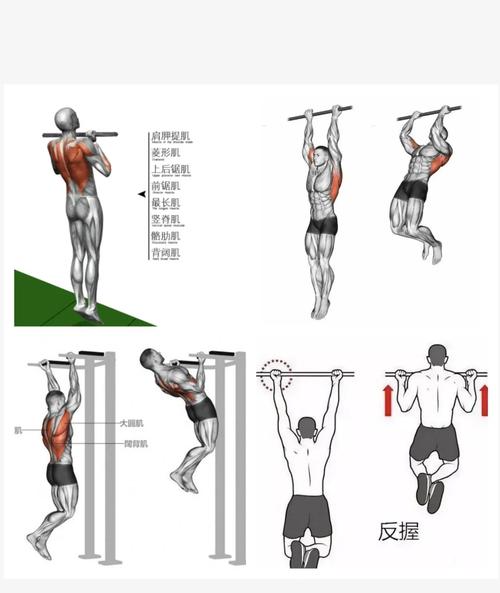 役前训练引体向上反手_反握引体向上练手臂，效果更好