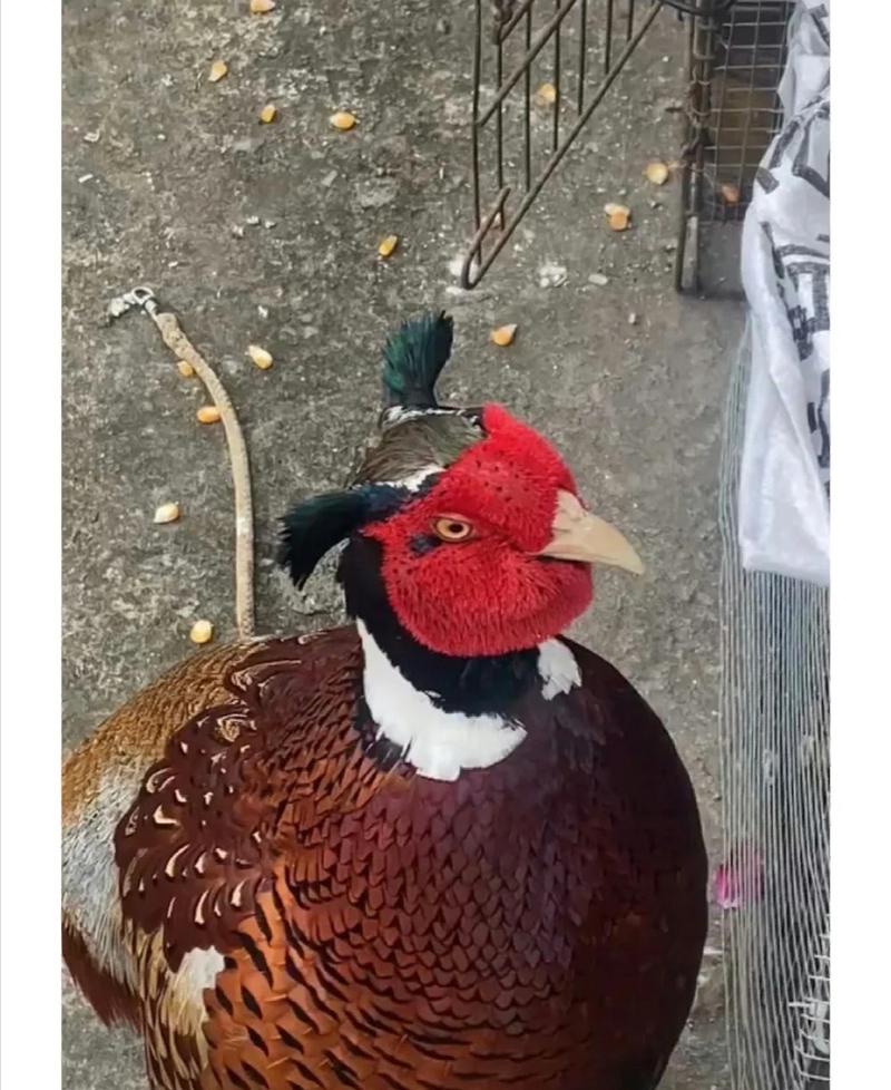 鸡马尾怎么扎_鸡窝头发型随性自然,秋冬造型推荐! 鸡马尾怎么扎_鸡窝头发型随性自然,秋冬造型推荐!