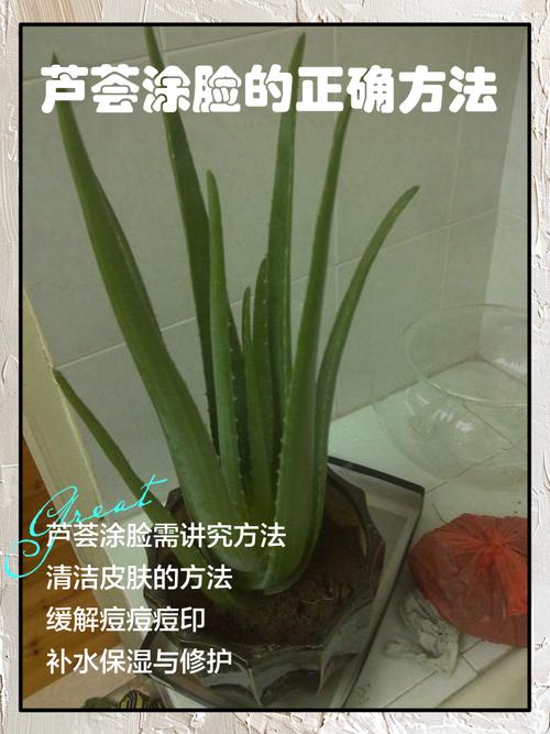 新鲜芦荟涂脸正确方法_选好叶去刺,试敏后轻涂,敷时避眼,适量洗 新鲜芦荟涂脸正确方法_选好叶去刺,试敏后轻涂,敷时避眼,适量洗