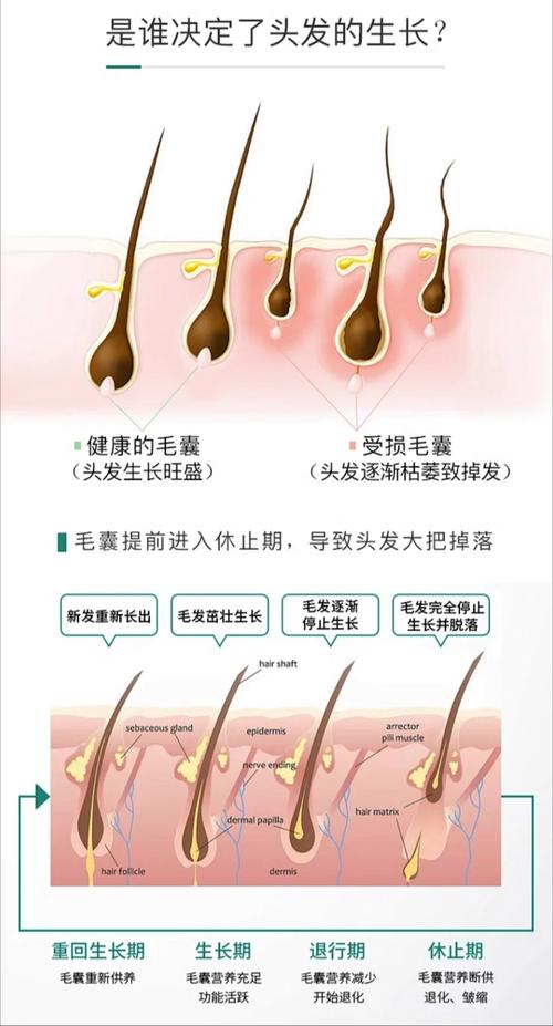 天冷了头发是不是长的慢_天冷脱发？头发生长与季节有关