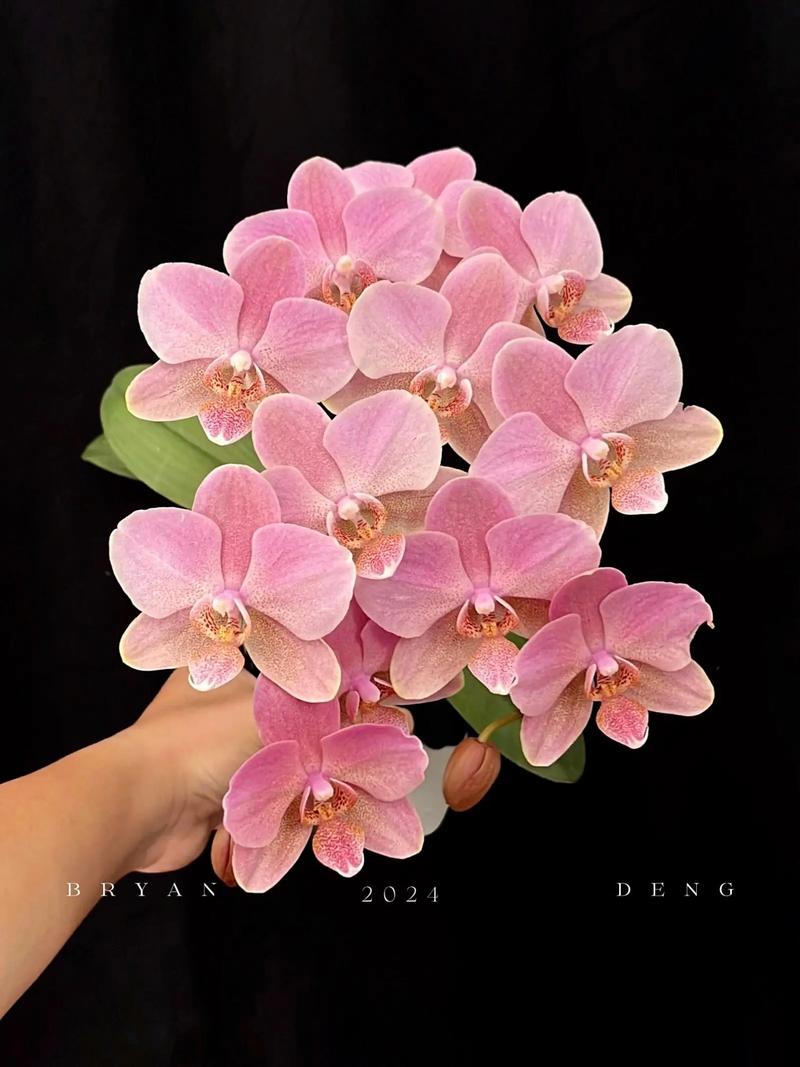 长得像化妆刷的花_奇花似粉扑，神奇植物多