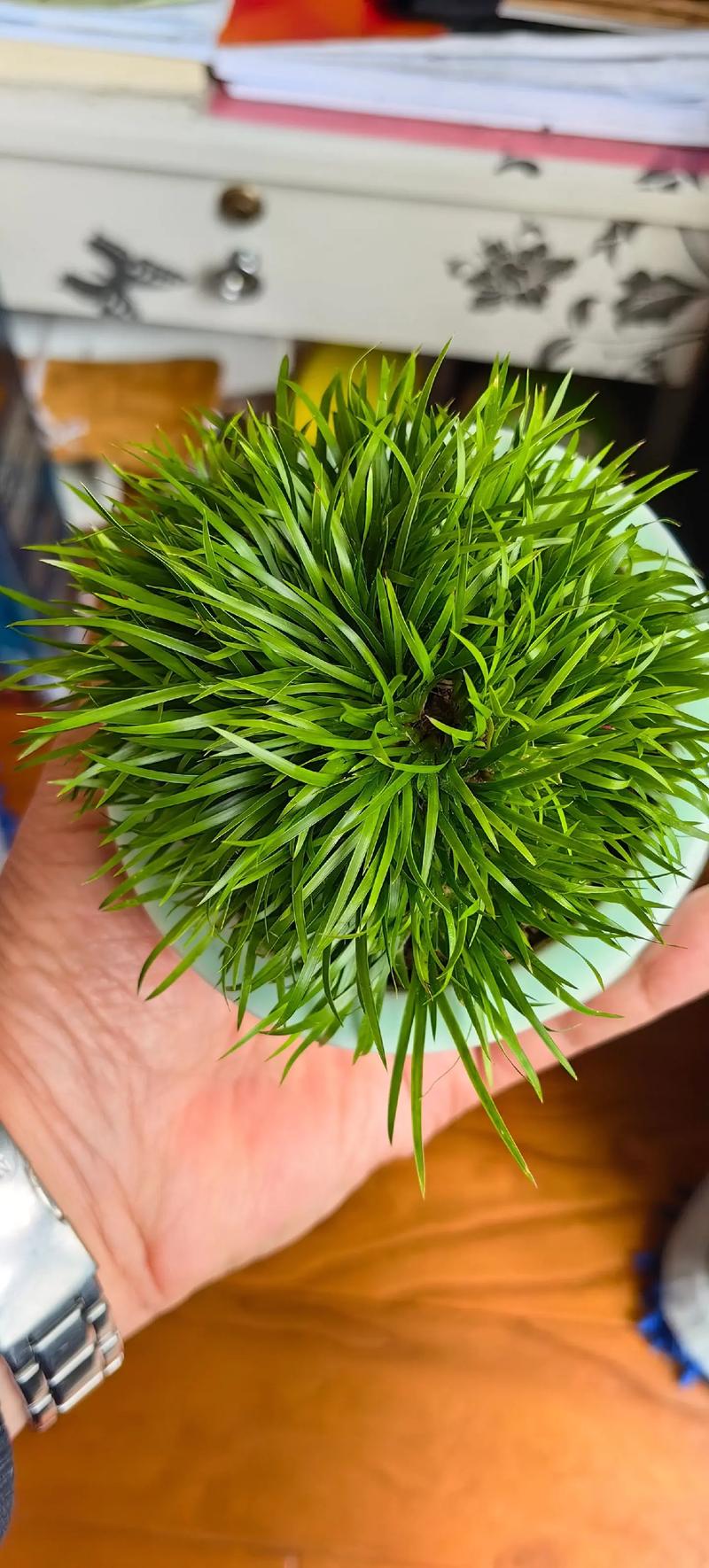 像头发一样的草_奇花异草真奇妙,自然之美令人叹 像头发一样的草_奇花异草真奇妙,自然之美令人叹