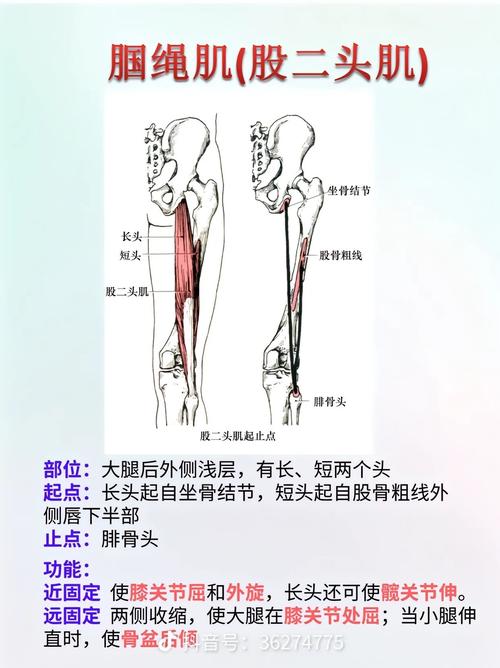 腘绳肌最简单三个动作_练好腘绳肌，跑跳蹲都不愁！