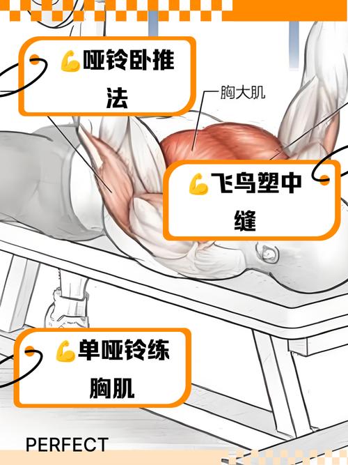 小重量哑铃能练出大肌肉吗_小哑铃燃脂塑形，增肌需大重量与蛋白质