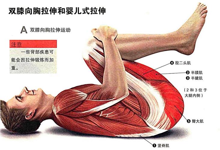 练竖脊肌的50个动作_久坐腰痛？30天竖脊肌训练改善体态