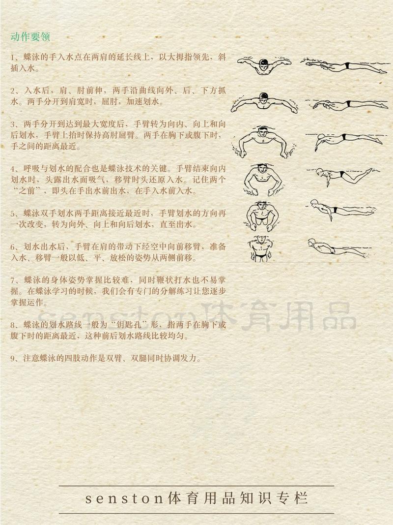 爬泳滑臂动作可以分为四个环节_高效爬泳关键