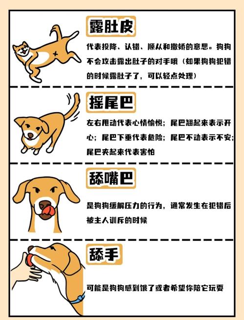 狗狗的29个基本动作_狗狗训练要短时高效，保持趣味性，增进感情