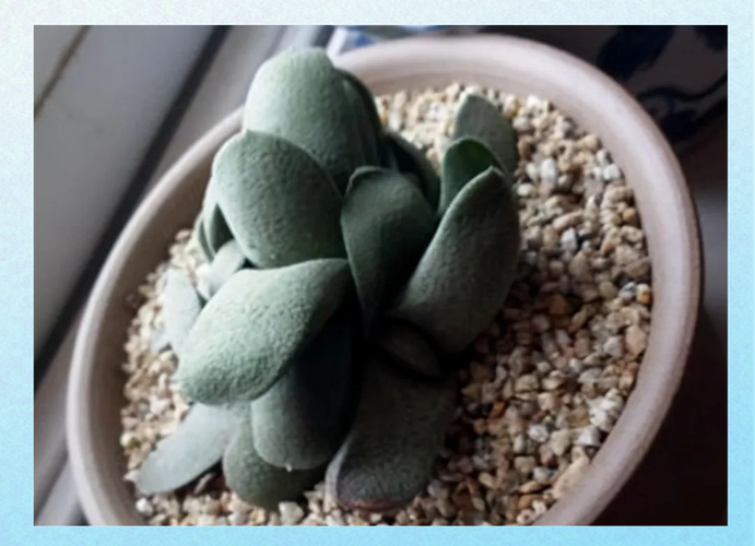 卧牛土最简单三个步骤_卧牛多肉养护全攻略