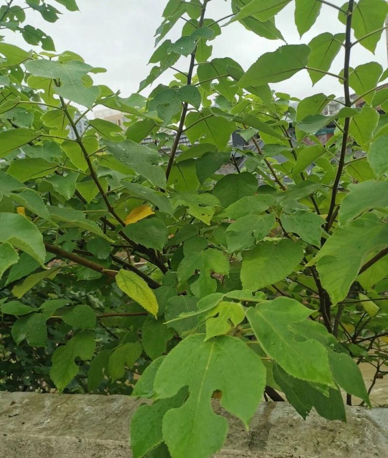 构树白汁祛斑正确使用方法_利水消肿，皮肤良方