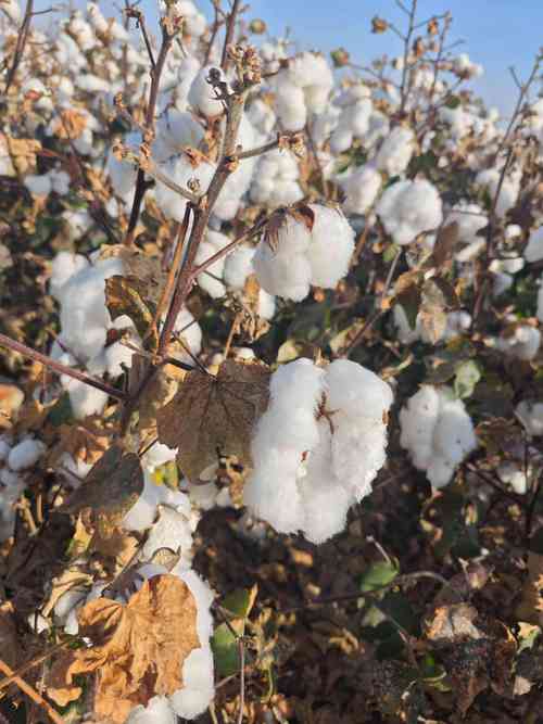 压扁的棉花怎么再蓬松起来_晒晒敲敲棉花就蓬松了