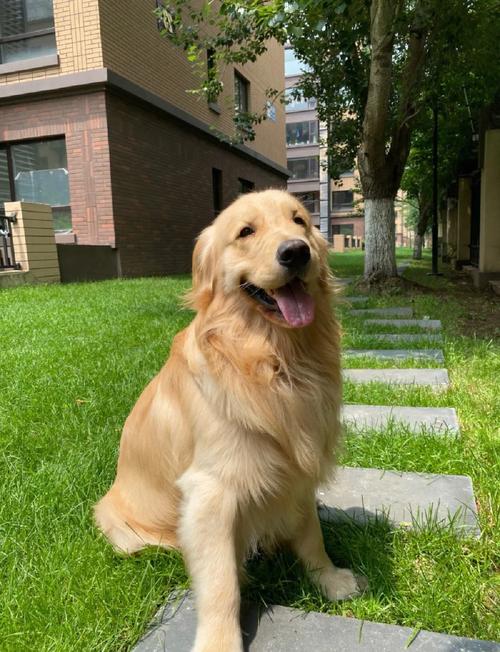 金毛29个基本动作_坐立卧与手势，人狗和谐的关键