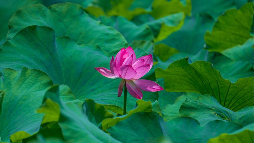 采莲女穿着绿色的裙子_绿裙采莲，人与自然和谐美