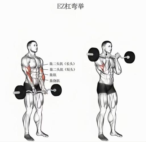 腕弯举是练哪个部位_哑铃腕弯举练前臂，握力手腕都管住！