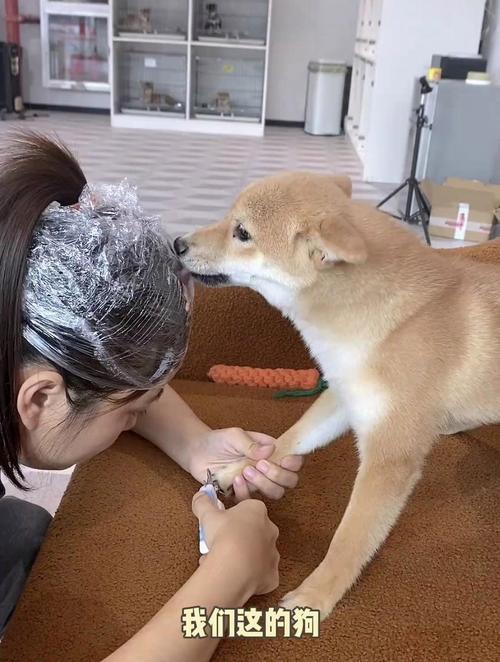 动物脱敏训练步骤_快速社会化训练，让宠物秒变乖乖宝！