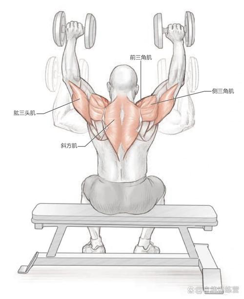 高举哑铃练什么肌肉_哑铃全身练 肩部上举 肌肉紧绷如何恢复