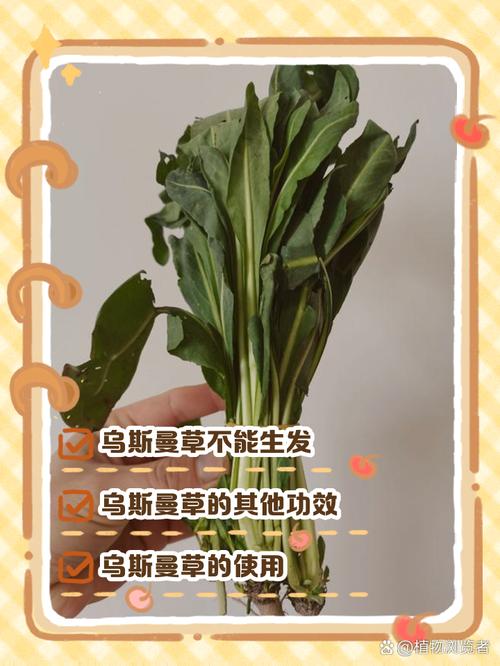 新疆奥斯曼草真的能长头发吗_奥斯曼草洗头能生发吗? 新疆奥斯曼草真的能长头发吗_奥斯曼草洗头能生发吗?