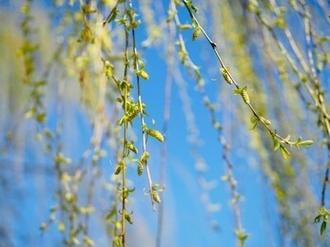 柳条飘飘她梳着头发说我是春天_春日柳影，姑娘长发随风舞动，人与自然和谐之美