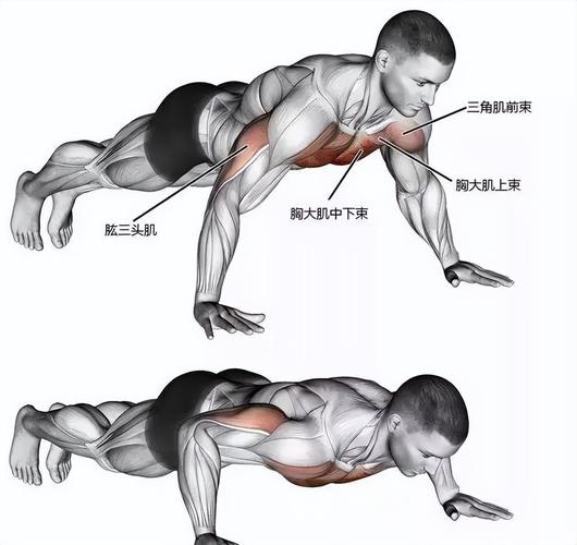 窄距俯卧撑练哪里肌肉_窄距俯卧撑练胸臂，增肌提肩先规范