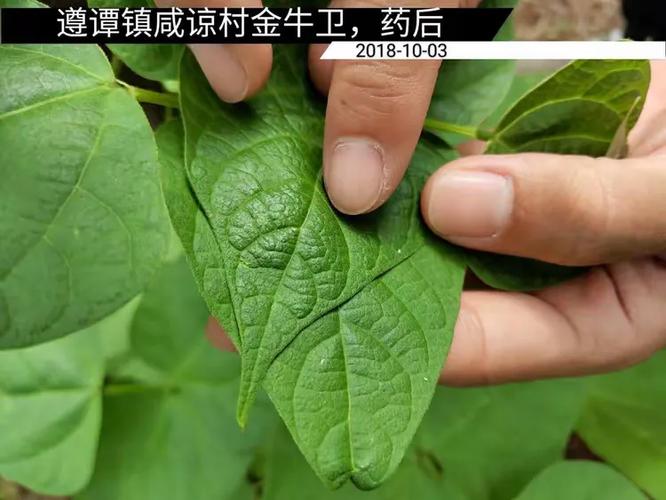 卫福种衣剂使用方法_衣物防蛀好帮手，延长寿命保清洁