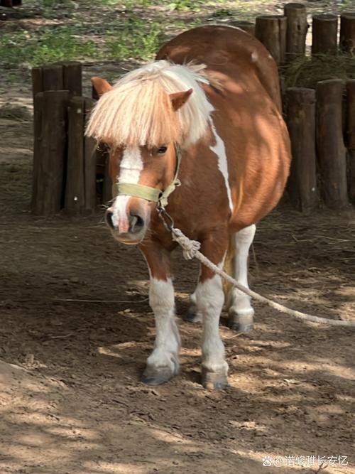 属马适合什么发型_红黄紫绿选对色,自信优雅显运势! 属马适合什么发型_红黄紫绿选对色,自信优雅显运势!