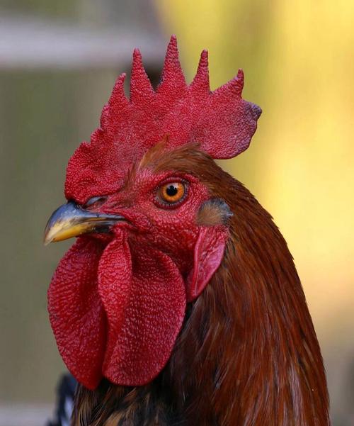 男士公鸡头发型:时尚个性,潮流必备! 男士公鸡头发型:时尚个性,潮流必备!