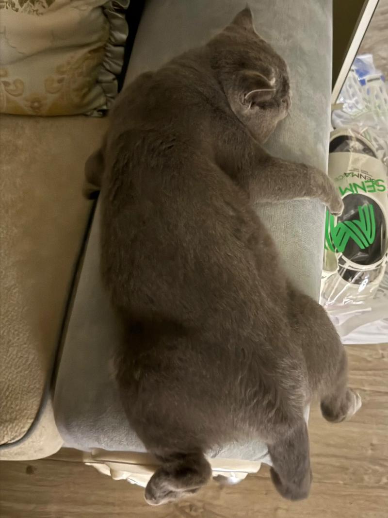 猫趴着的6种姿势_猫咪睡姿大，看出你家猫心情！