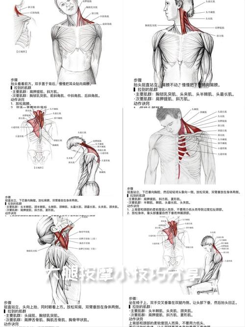 颈伸屈肌负责什么动作_预防疼痛，保护颈椎