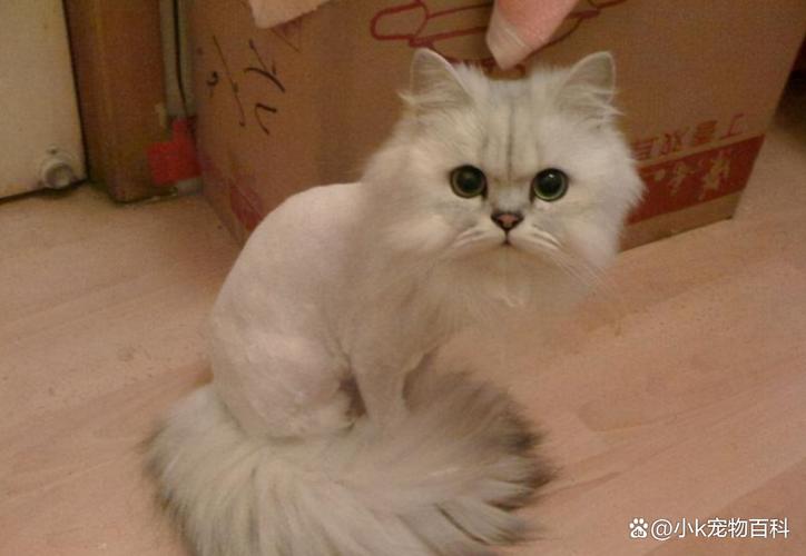 猫剪什么发型好看_可愛圆脸猫配刘海,勤梳毛保持蓬松造型 猫剪什么发型好看_可愛圆脸猫配刘海,勤梳毛保持蓬松造型