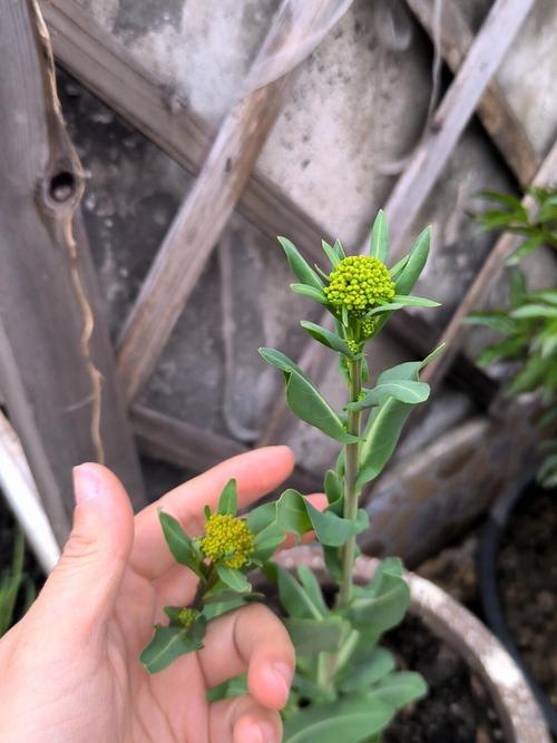 吾斯曼草真的能长头发吗知乎_欧洲菘蓝生发,需按摩,效果因人而异 吾斯曼草真的能长头发吗知乎_欧洲菘蓝生发,需按摩,效果因人而异