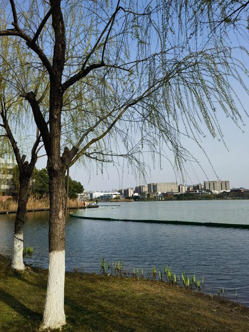 柳树的头发是什么_优雅柔韧,承载离别与希望 柳树的头发是什么_优雅柔韧,承载离别与希望