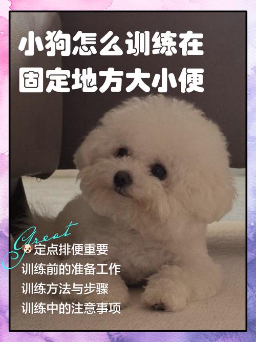 小狗几个月开始训练定点大小便_3-5个月教小狗定点大小便 小狗几个月开始训练定点大小便_3-5个月教小狗定点大小便