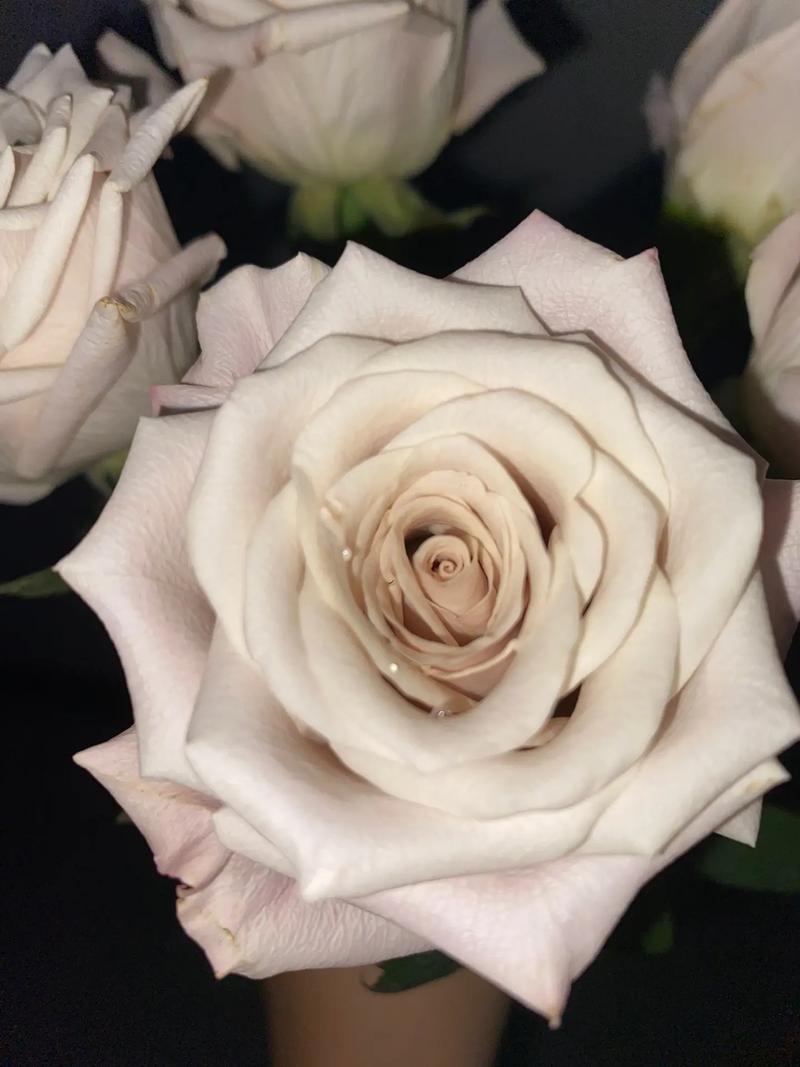 白里透紫是什么颜色_寒凝血瘀信号